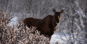 Älgko i vintermiljö