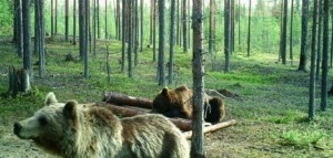 Two bears in the forrest