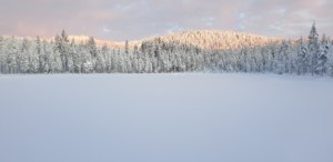Snölandskap med skog i vintersol