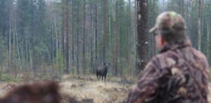 En man med kamouflagekläder lockar på en älg som syns på avstånd