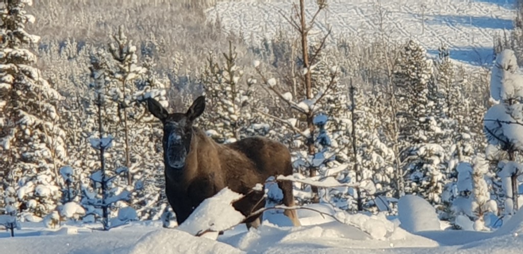 Moose
