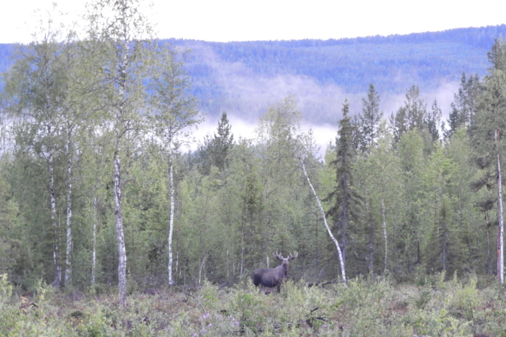 moose2